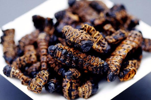 Botswana Food - Phane (Mopane Worms A Delicacy Fried)