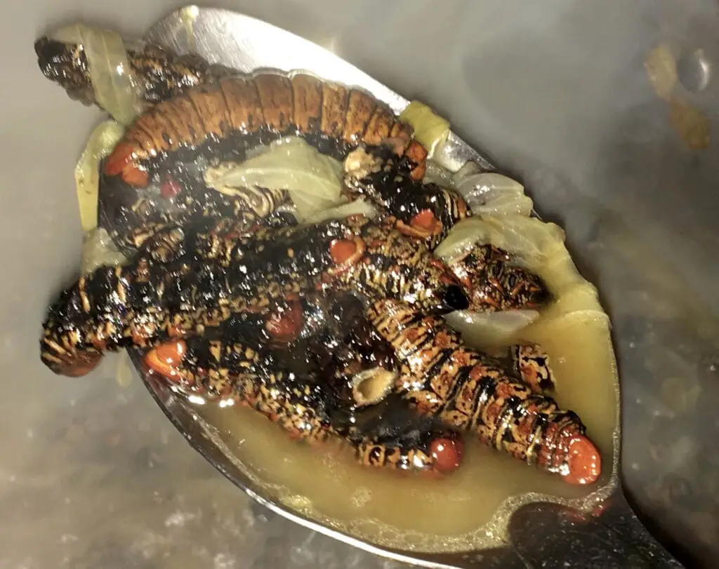 Central African Republic Food - Ngata (Skewered caterpillars) 
